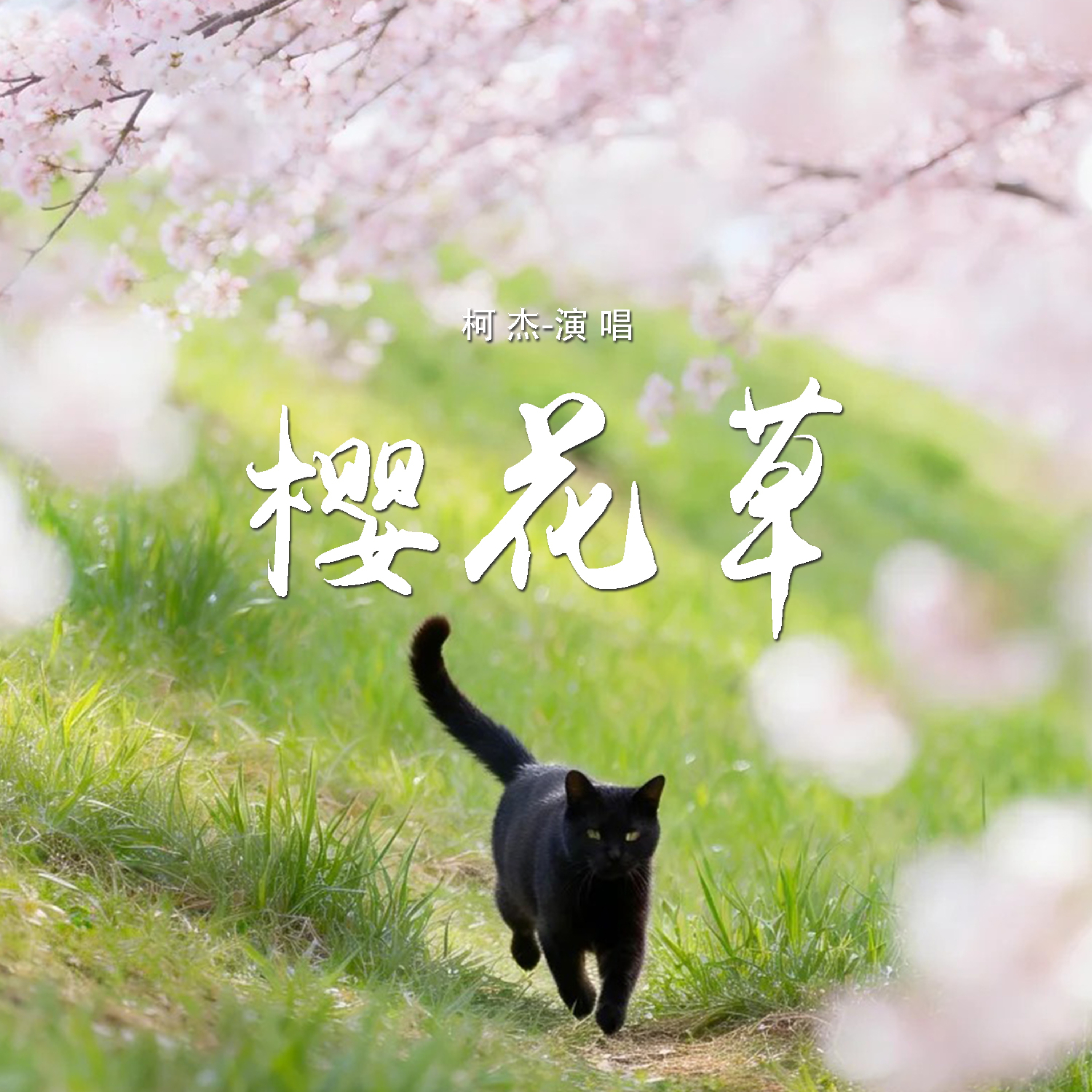 樱花草